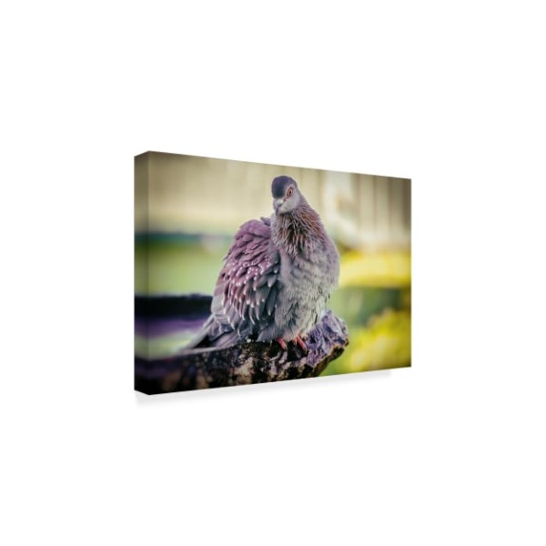 Pixie Pics 'Gray City Bird' Canvas Art,30x47